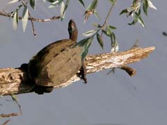 07_IMG_8042_GR_Schildkroete