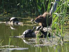 08_IMG_0717_GRNutria-Schildkroeten