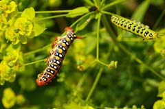 09_DSC07277_GR_Wolfsmilchschwaermer