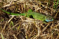 10_P1170278_GR_Smaragdeidechse