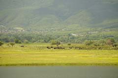 12_DSC07746_GR_Wasserbueffel_KerkiniSee