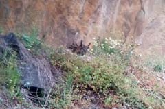 15_GR_S8-Phonescoping_Uhu