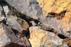 16_GR_S8-Phonescoping_Blaumerle-juv