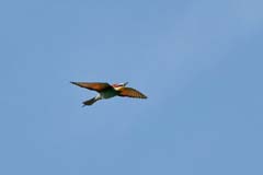 17_IMG_0212_GR_Bienenfresser