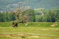 18_DSC0740_GR_Bienenfresser-Brutplatz
