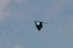 20_IMG_0370_GR_Blauracke