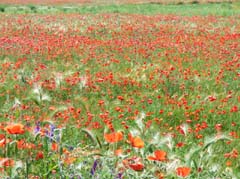 21_S8_GR_Blumenwiese