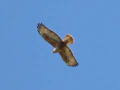 23_IMG_0670_GR_Adlerbussard
