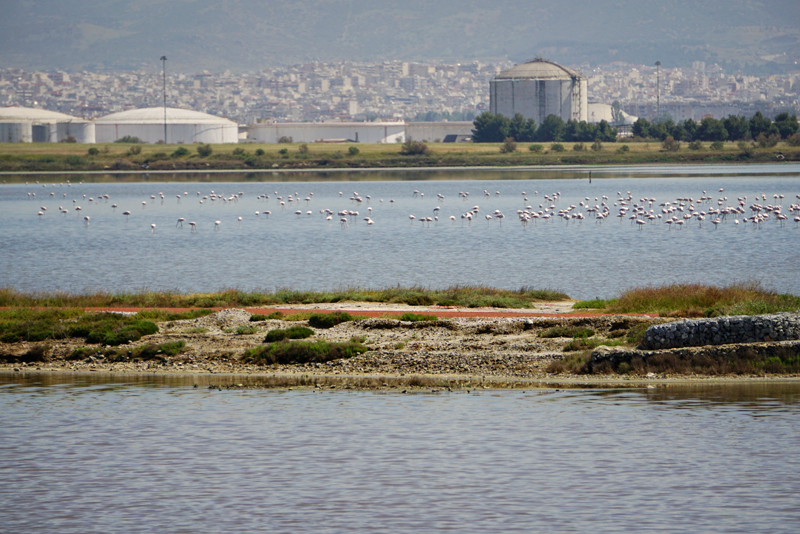 03_DSC08616JE_Lagunen_Rosaflamingos-vor-Thessaloniki