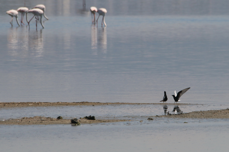 05_IMG_0835_Lagunen_Weissfl-Seeschwalbe