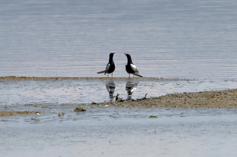 06_IMG_0839_Lagunen_Weissfl-Seeschwalbe