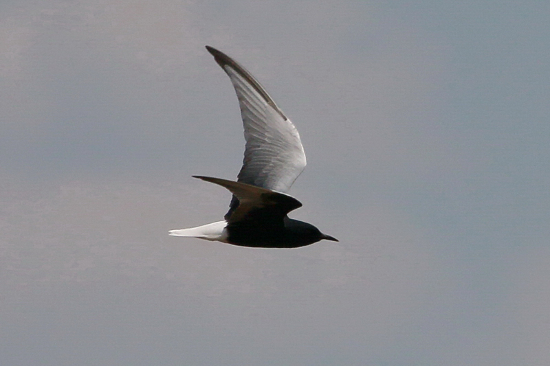 07_IMG_1021_Lagunen_Weissfl-Seeschwalbe