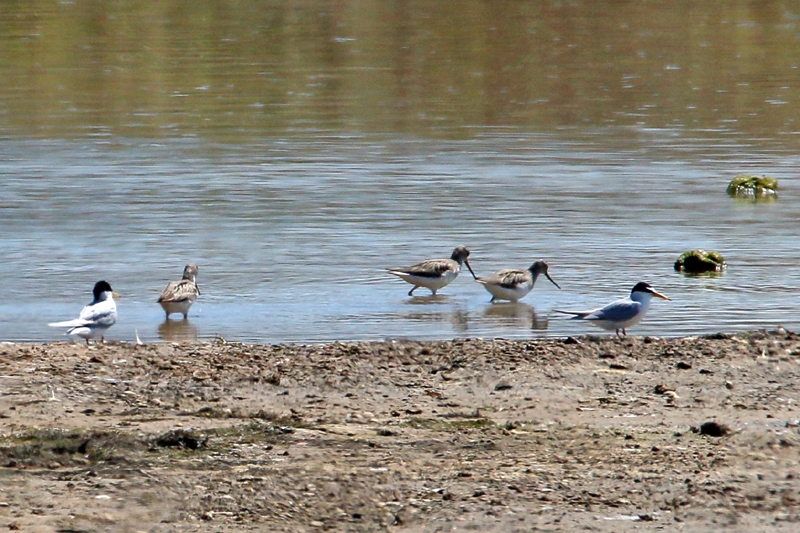 11_IMG_0945_Lagunen_Terek-Zwergseeschwalbe