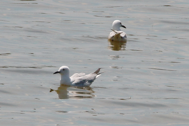 13_IMG_1137_Lagunen_Duennschnabelmoewe