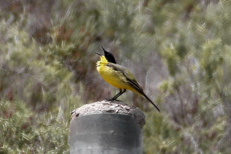 14_IMG_1283_Lagunen_Schafstelze-feldegg