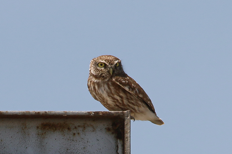 15_IMG_1262_Lagunen_Steinkauz