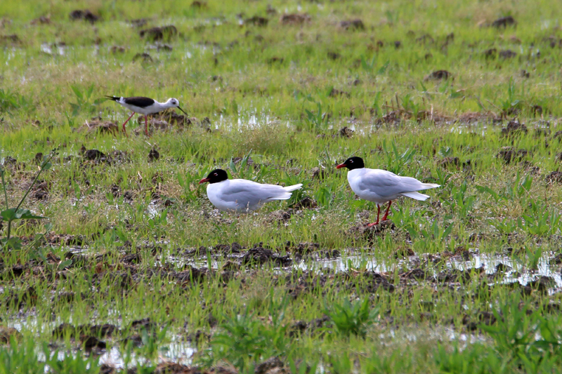 16_IMG_1364_Lagunen_Schwarzkopfmoewe