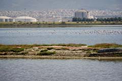 03_DSC08616JE_Lagunen_Rosaflamingos-vor-Thessaloniki