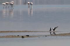 05_IMG_0835_Lagunen_Weissfl-Seeschwalbe