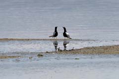 06_IMG_0839_Lagunen_Weissfl-Seeschwalbe