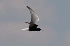 07_IMG_1021_Lagunen_Weissfl-Seeschwalbe