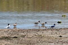 11_IMG_0945_Lagunen_Terek-Zwergseeschwalbe