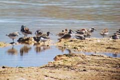 12_S8-Phonescoping_Lagunen_LimikolenMix