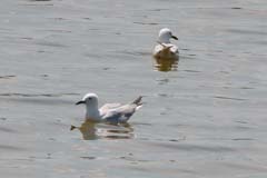 13_IMG_1137_Lagunen_Duennschnabelmoewe