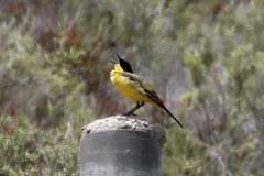 14_IMG_1283_Lagunen_Schafstelze-feldegg