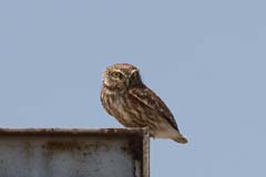 15_IMG_1262_Lagunen_Steinkauz