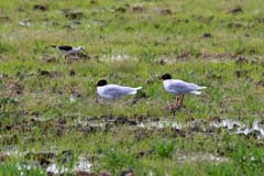 16_IMG_1364_Lagunen_Schwarzkopfmoewe