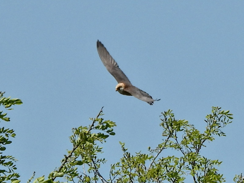 07_DSCN1891ab_Rotfussfalke-w