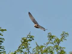 07_DSCN1891ab_Rotfussfalke-w