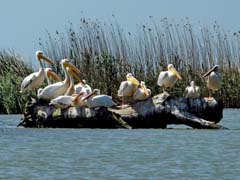15_DSCN3266a2b2_Insel