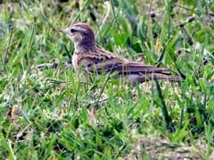 19_DSCN3436a2bs_Kurzzehenlerche