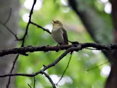 02_DSCN3546ab_Wls