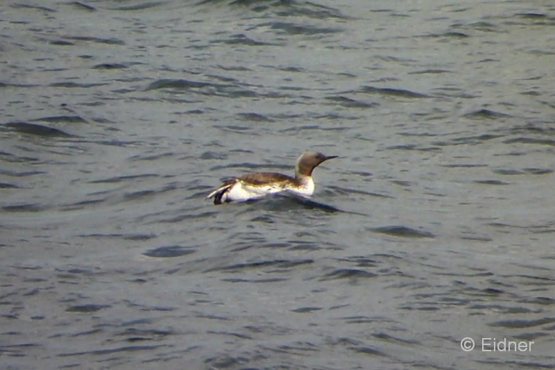 002_Sterntaucher00015_3