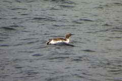 002_Sterntaucher00015_3