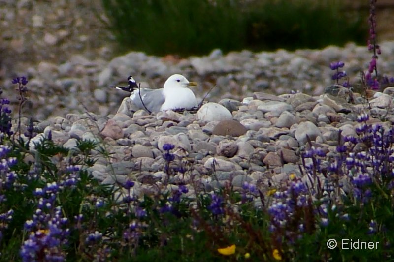 001_19Juni_StM-Nest_Lupine_00001