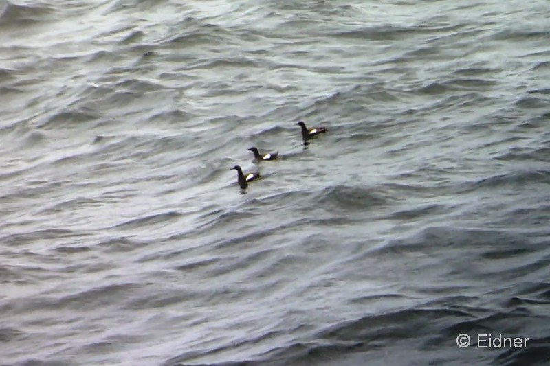 004_27Juni_Neist_Point_Gryllteisten_00026