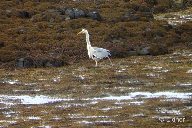 008_27Juni_GRh_Dunvegan_00050_3