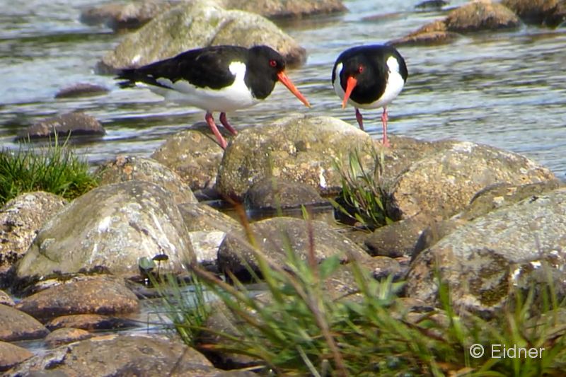 012_23Juni_2Austernfischer_00024_16