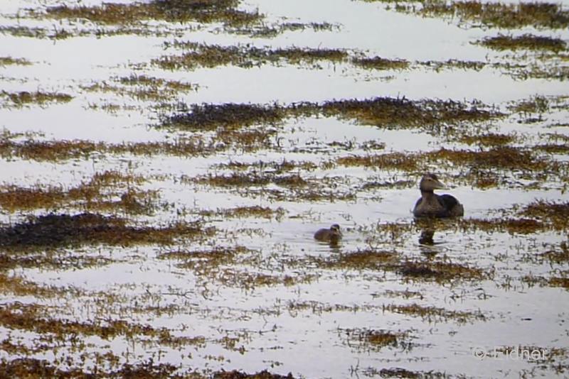 015_27Juni_Eiderente_Dunvegan_00048_3