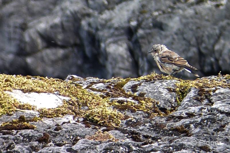 027_08Juli_Steinschm_juv_00001_4