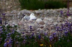 001_19Juni_StM-Nest_Lupine_00001