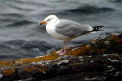 002_27Juni_Neist_Point_SiM_00031