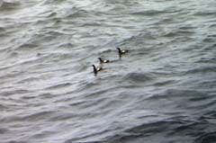 004_27Juni_Neist_Point_Gryllteisten_00026