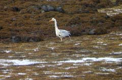 008_27Juni_GRh_Dunvegan_00050_3