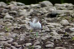 009_FUL_River_Lochy_028