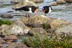 012_23Juni_2Austernfischer_00024_16